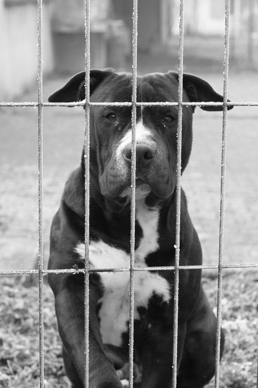 Mengapa Anjing Seperti Bella Sulit Diadopsi? Mengungkap Stigma Penampilan di Penampungan Hewan